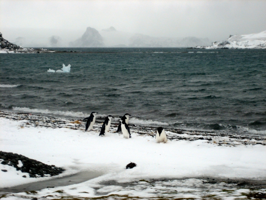 Penguins in Antarctica